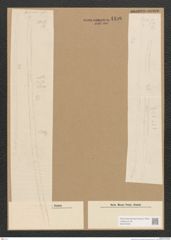 Diatomeae indet. Zeichnungen Sammlung Grunow Nr. 4496 (NHMW-BOT-W0372459)
